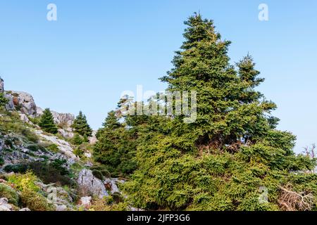 Abies pinsapo, the Spanish fir, is a species of tree in the family Pinaceae, native to southern Spain and northern Morocco. Sierra de las Nieves, Mála Stock Photo