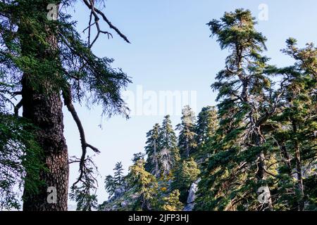 Abies pinsapo, the Spanish fir, is a species of tree in the family Pinaceae, native to southern Spain and northern Morocco. Sierra de las Nieves, Mála Stock Photo