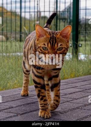 Bengal kitten Stock Photo