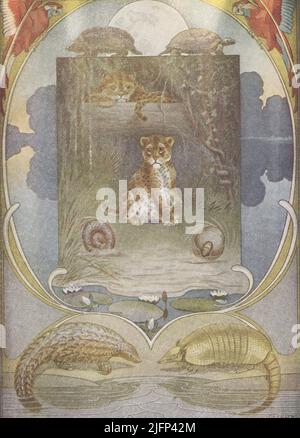 This 1912 image by J M Gleeson illustrates Kipling’s The Beginning of the armadilloes. Stickly-Prickly Hedgehog and Slow-Solid Tortoise lived on the banks of the Amazon river. Painted Jaguar also lived there. He was told by his Mother how to catch hedgehogs and tortoises so that he could eat them, by dropping the Hedgehog into water and scooping the Tortoise out of his shell. He found them, and the Hedgehog curled up while the Tortoise hid in his shell. Painted Jaguar repeated his mother’s advice and asked them which of them was which. They answered by scrambling her words until the Jaguar was Stock Photo