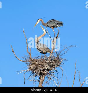 Great Blue Herons, mated pair at rookery, (Ardea herodius), building nest, Spring, E North America, by Dominique Braud/Dembinsky Photo Assoc Stock Photo