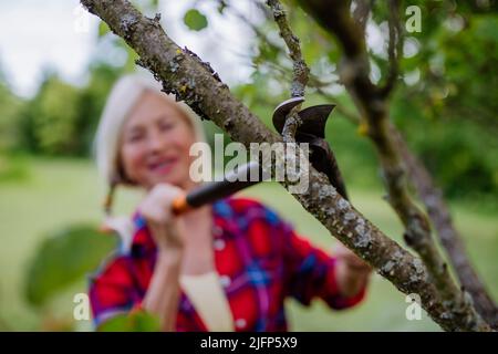 Senior woman gardening in summer, cutting branches and pruning fruit tree, garden work concept. Stock Photo