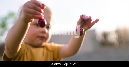 Cute little boy holding cherries in garden in summer. Stock Photo