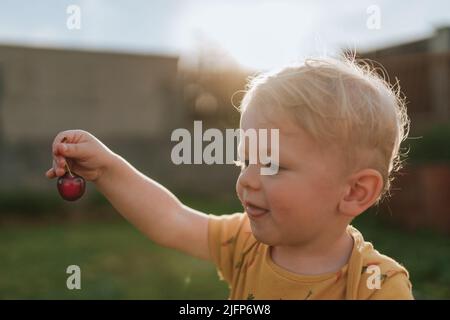 Cute little boy holding cherries in garden in summer. Stock Photo