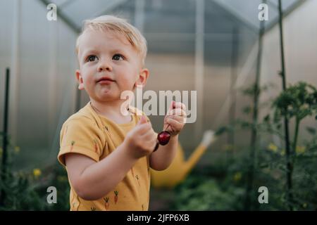 Cute little boy holding cherries in greenhouse in summer. Stock Photo