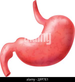 Realistic human internal organs anatomy composition with isolated image of stomach vector illustration Stock Vector