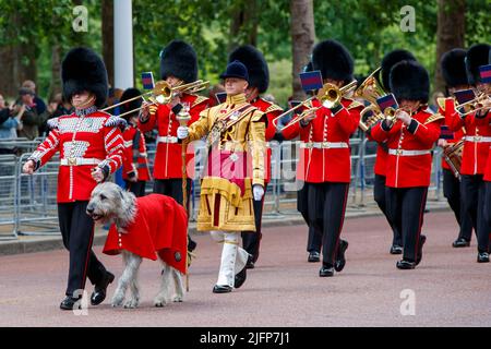 Seamus, Irish wolfhound at Trooping the Colour Rehearsals, The Mall ...