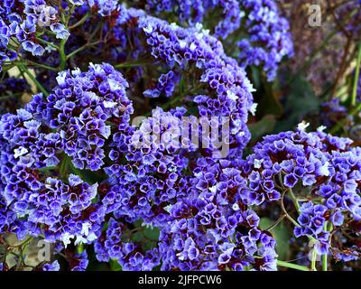 Limonium perezii, Perez's sea lavender or seafoam statice Stock Photo
