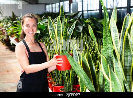 Florist demonstrating sansevieria laurenti plants Stock Photo