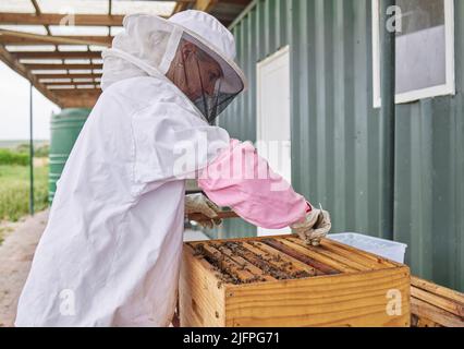 When they get too crowded you have to split their hives up. Shot of a beekeeper opening a hive frame on a farm. Stock Photo