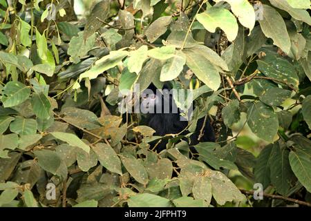 Javan lutung (Trachypithecus auratus) is seen at Chevron geothermal project area on Mount Salak, Sukabumi, West Java, Indonesia. Stock Photo