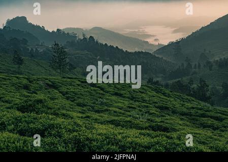 A sunrise view from Ooty hills and tea plantations filled with mist and fog Stock Photo