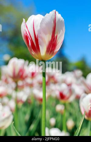 White and red tulips against blue sky. Natural spring flower background Stock Photo