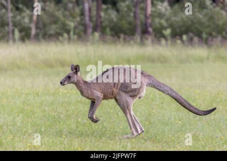 Eastern Grey Kangaroo (Macropus giganteus) hopping away on a grass field in New South Wales, Australia. Stock Photo