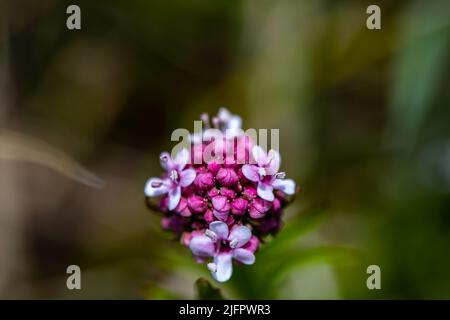 Valeriana dioica in meadow, close up Stock Photo