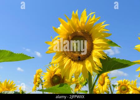 A bumblebee on a sunflower Stock Photo