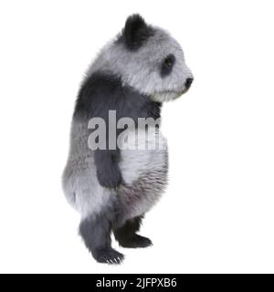 3D illustration panda cub isolated white background Stock Photo