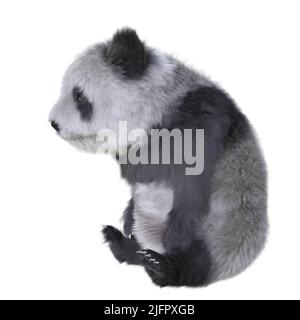 3D illustration panda cub isolated white background Stock Photo