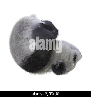 3D illustration panda cub isolated white background Stock Photo