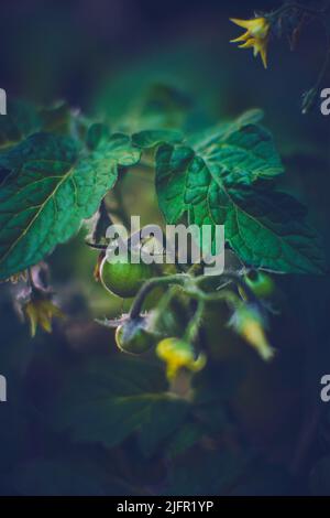 Small green tomatoes growing in the garden. High quality photo Stock Photo