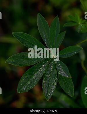 Lupin leaves with raindrops Stock Photo