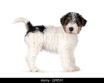 Sweet Fox Terrier dog pup, sitting side ways with tail fierce upright. Looking straight towards camera. Isolated on a white background. Stock Photo