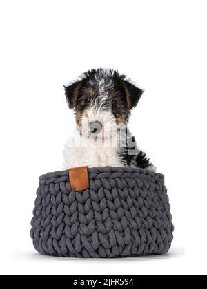 Sweet Fox Terrier dog pup, sitting in gray knitted basket. Looking straight towards camera. Isolated on a white background. Stock Photo