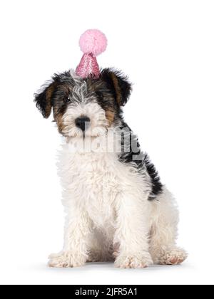Sweet Fox Terrier dog pup, sitting sitting and wearing pink glitter birthday hat. Looking straight towards camera. Isolated on a white background. Stock Photo