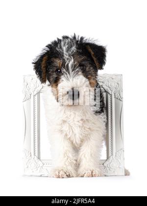 Sweet Fox Terrier dog pup, standing through white picture frame. Looking straight towards camera. Isolated on a white background. Stock Photo
