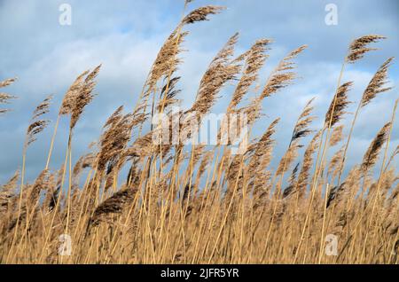 Water Reeds Stock Photo