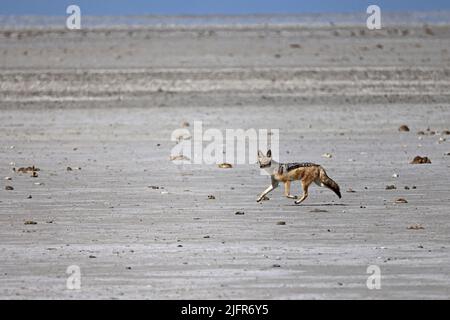 Black-Backed Jackal on a salt pan Nxai Botswana Stock Photo