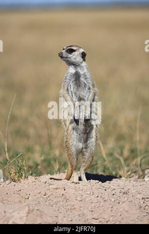 Meerkat near Gweta Botswana Stock Photo