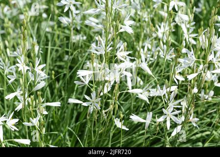 Astlose, Graslilie, Anthericum ist eine Blume mit weissen Blueten. Branchless, Grass Lily, Anthericum is a flower with white blossoms. Stock Photo