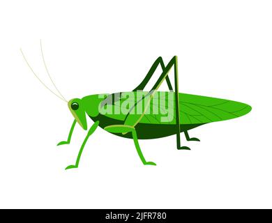 Green grasshopper side view isolated on a white background. Flat Art Vector Illustration Stock Vector