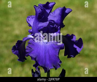 Iris, Die Schwertlilie ist eine wild wachsende Blume mit blauen Blueten. The iris is a wild flower with blue flowers. Stock Photo