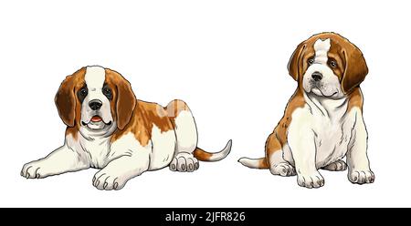 Cute St. Bernard puppies. Isolated puppy illustration. Stock Photo