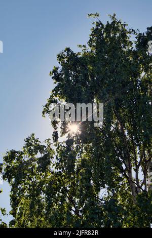 The sun shines through the birch branches Stock Photo