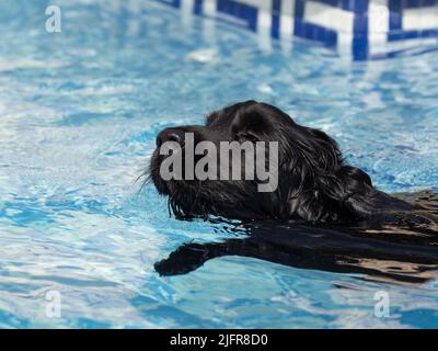 eleven month old English Cocker Spaniel puppy in the pool Stock Photo