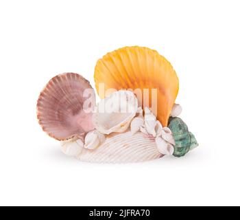 Seashells, conch on white isolated background. Design element. Concept of travel, sea Stock Photo