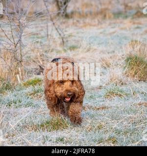 A red cockapoo dog exploring a frosty field during an early morning walk Stock Photo