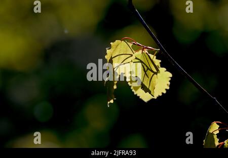 An aspen branch in the bright evening light Stock Photo