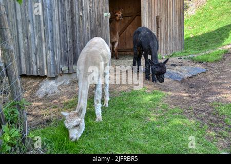 Alpaka, Tier, Pako, Kamelart, Wolle, Tier, Art, Huacaya, Suri, Fluchttier, Peru, Kamel, Stall, fressen, Futter, Faser, Haar, gekräuselt, klein, niedli Stock Photo