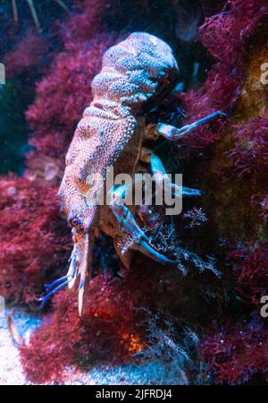 A large crustacean with many legs and massive pliers, descends a stone full of corals and multicolored plants. Stock Photo