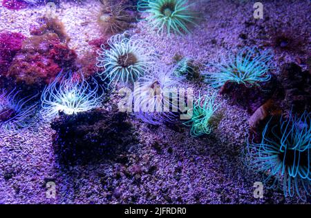 The wonderful colorful species of corals and fluorescent plants that shine in the sunlight on the sand of the ocean deep. Stock Photo