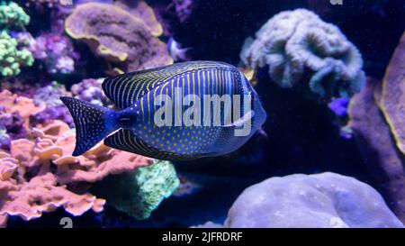 Exotic saltwater fish with wide blue and narrow yellow stripes in front of a coral reef Stock Photo