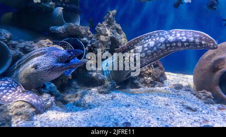 Image with a giant Moray eel that hides in its den on the ocean floor and that looks at you with its mouth wide open. Stock Photo