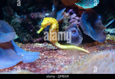 A sea horse that sits at the bottom of the water on the sand among beautiful and colorful plants, stones and corals. Stock Photo