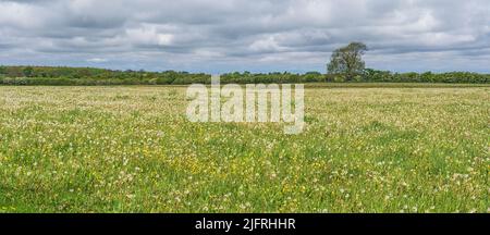 Field of Dandelions (Taraxacum species) gone to seed on organic farm Cheshire UK May 2021 Stock Photo