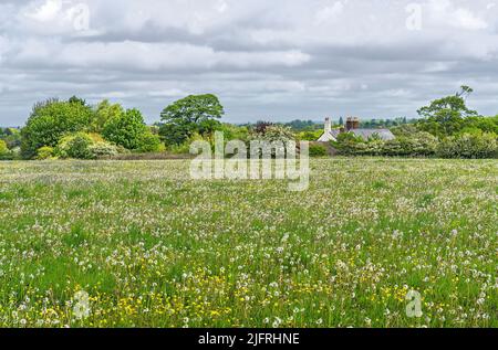 Field of Dandelions (Taraxacum species) gone to seed and Buttercups (Ranunculus) on organic farm Cheshire UK May 2021 Stock Photo