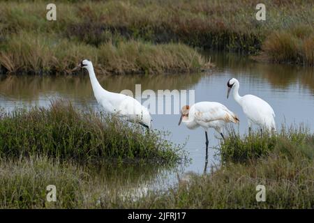 A family of Whooping Cranes, Grus americana, in the Aransas National Wildlife Refuge.  The juvenile bird has the rusty coloration on its head, neck an Stock Photo